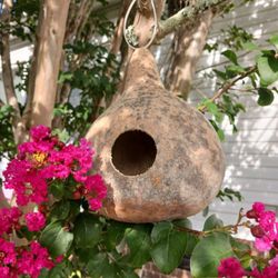Gourd Seeds 