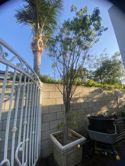 Ficus