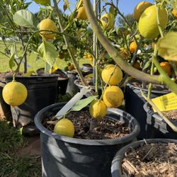 Lemon Trees 5 Gallons Citrus