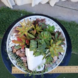 Fresh Succulent Arrangement