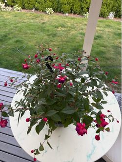 Fuchsia Magellanica - Hardy Fuchsia [Hummingbird Fuchsia] (Out/In Door Life Plant)