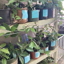 Plants