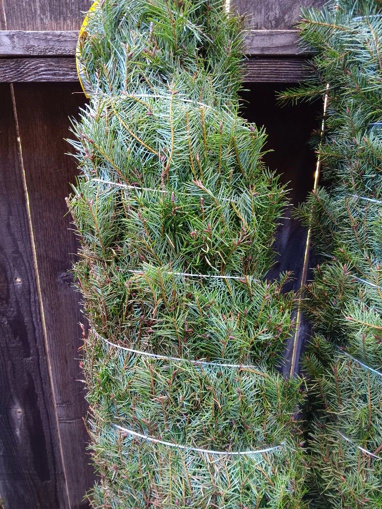 real christmas trees for Sale in Stockton, CA OfferUp