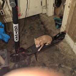 Electric Scooter ⚡ 🛴