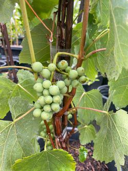 Grape Vines- Blackberry Plants- Blueberry Plants- Boysenberry Plants- Strawberry Plants- Gooseberry Plants- Currant Berry Plants-