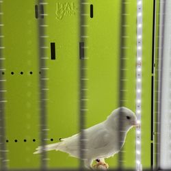 Dyson Light Open Box