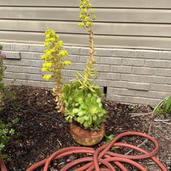 Blooming 3 Ft Rubber Plant In Old Clay Pot