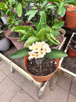Planta Corona de cristo