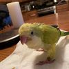 Adam