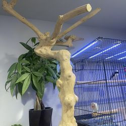 Bird Parrot Stand