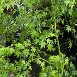 Árbol De Maple Japonés 