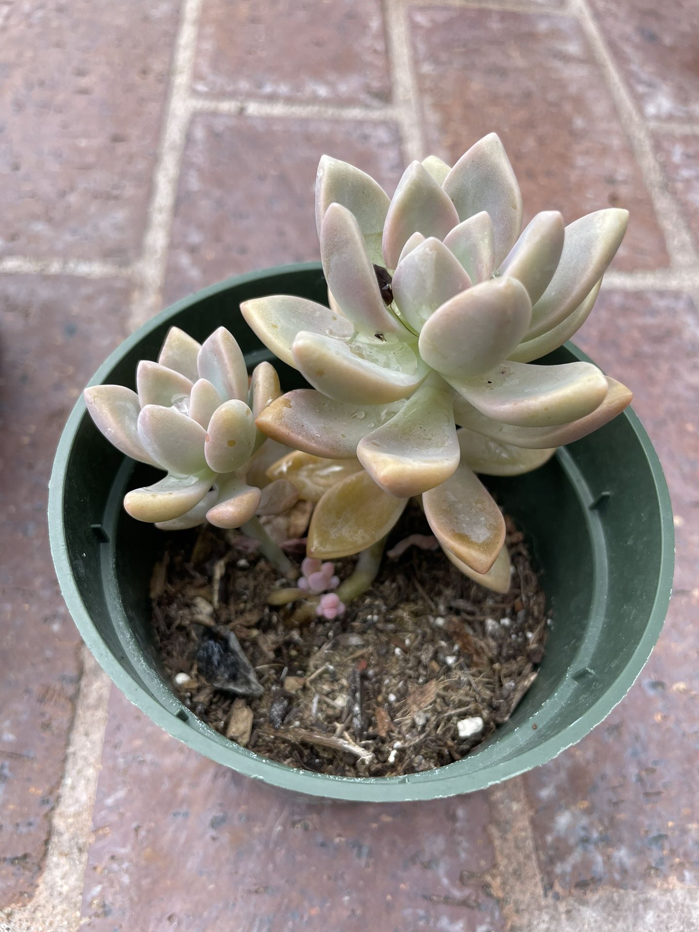Baby succulent Plant 