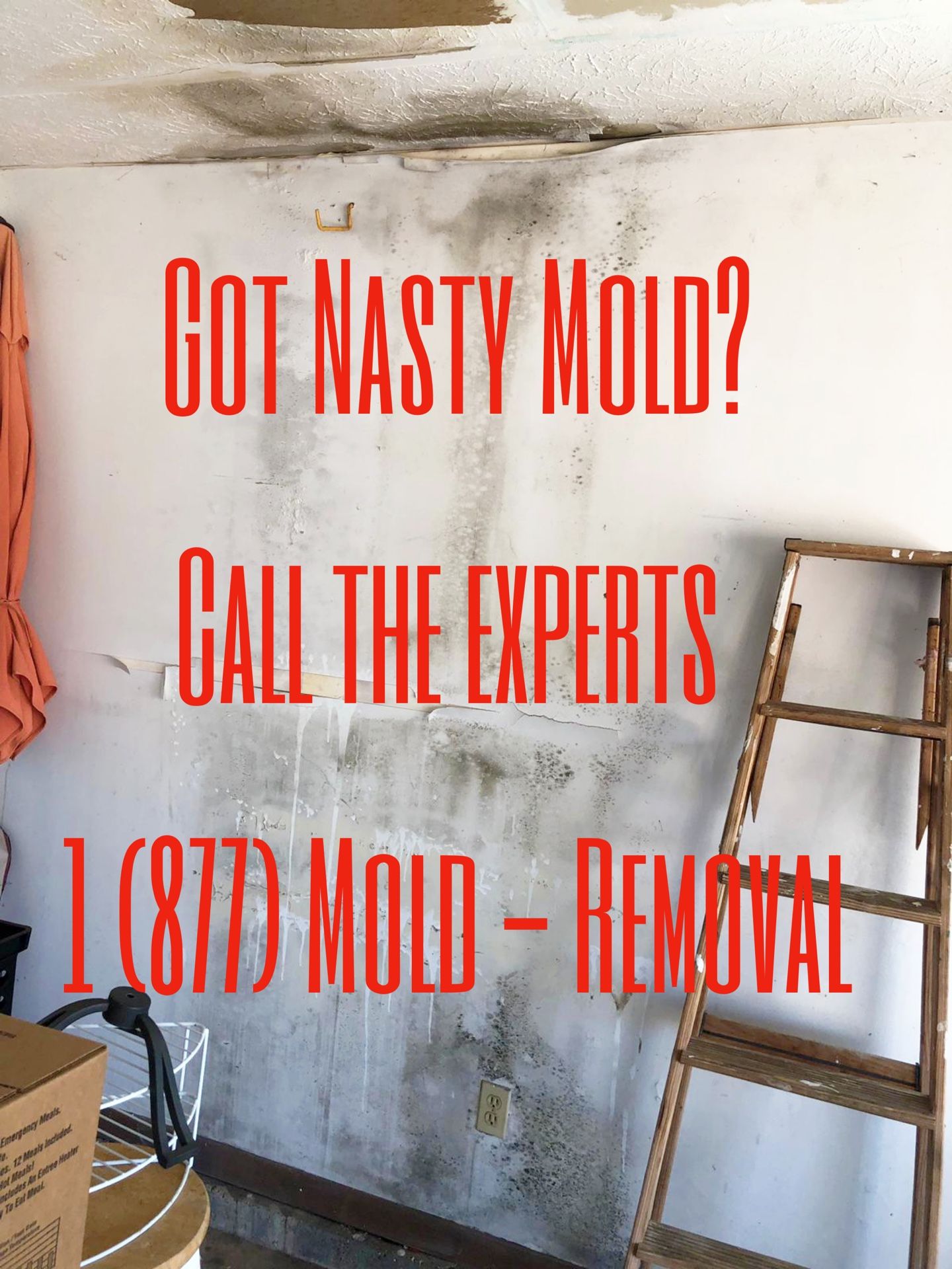 Got Nasty mold ?