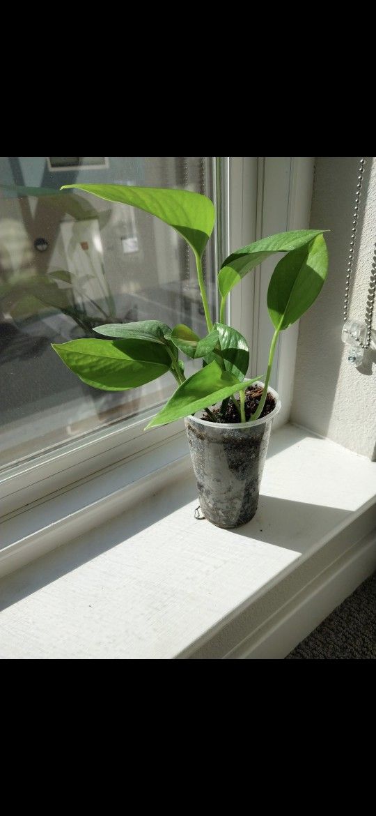 Pothos Starter