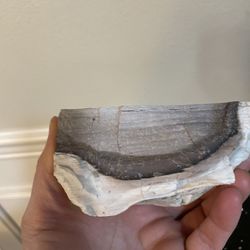 Unpolished Petrified Wood Limb 4.25”x3”