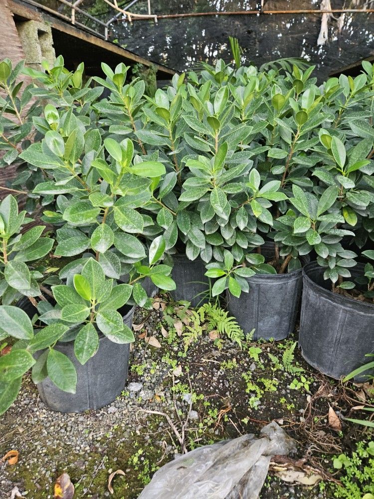 beautiful green island ficus ready for planting sk for price
