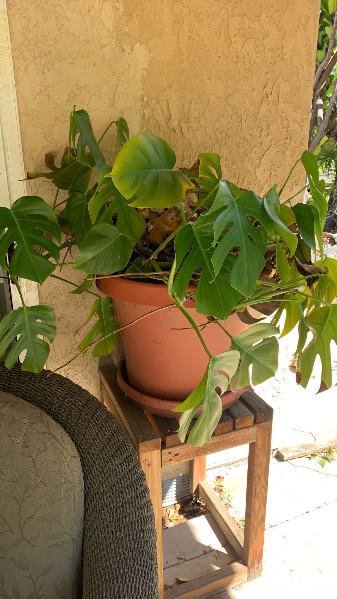 Monstera Deliciosa Plant in Pot