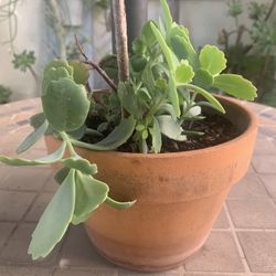 🪴 Kalanchoe Succulent in Terracotta Clay Pot 🪴 
