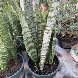 Snake Plants 🪴 