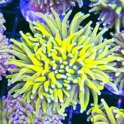 Super Malaysian Torches 