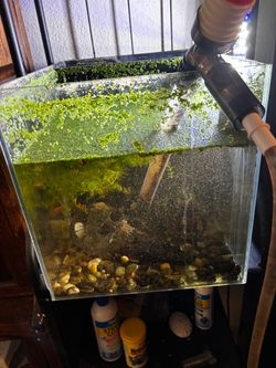 10 gallon cube rimless aquarium / fish tank