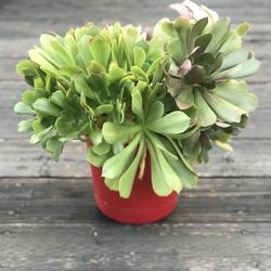 $6 Irish Rose Succulents