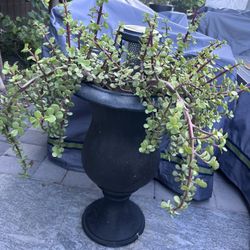 Plans And Pot 