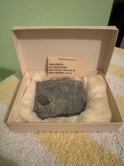 The Nature Company Paciphacops Trilobite Fossil