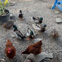 Ducks 