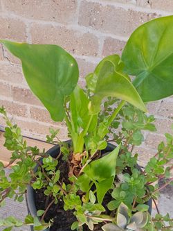 Plant with stand