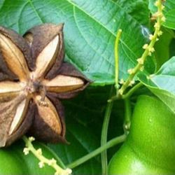 Inca Nut Plant In 3 Gal Plantas De Sacha Inchi En 3 Gal