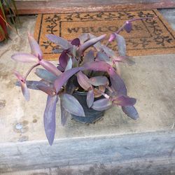 Purple Heart Plant 
