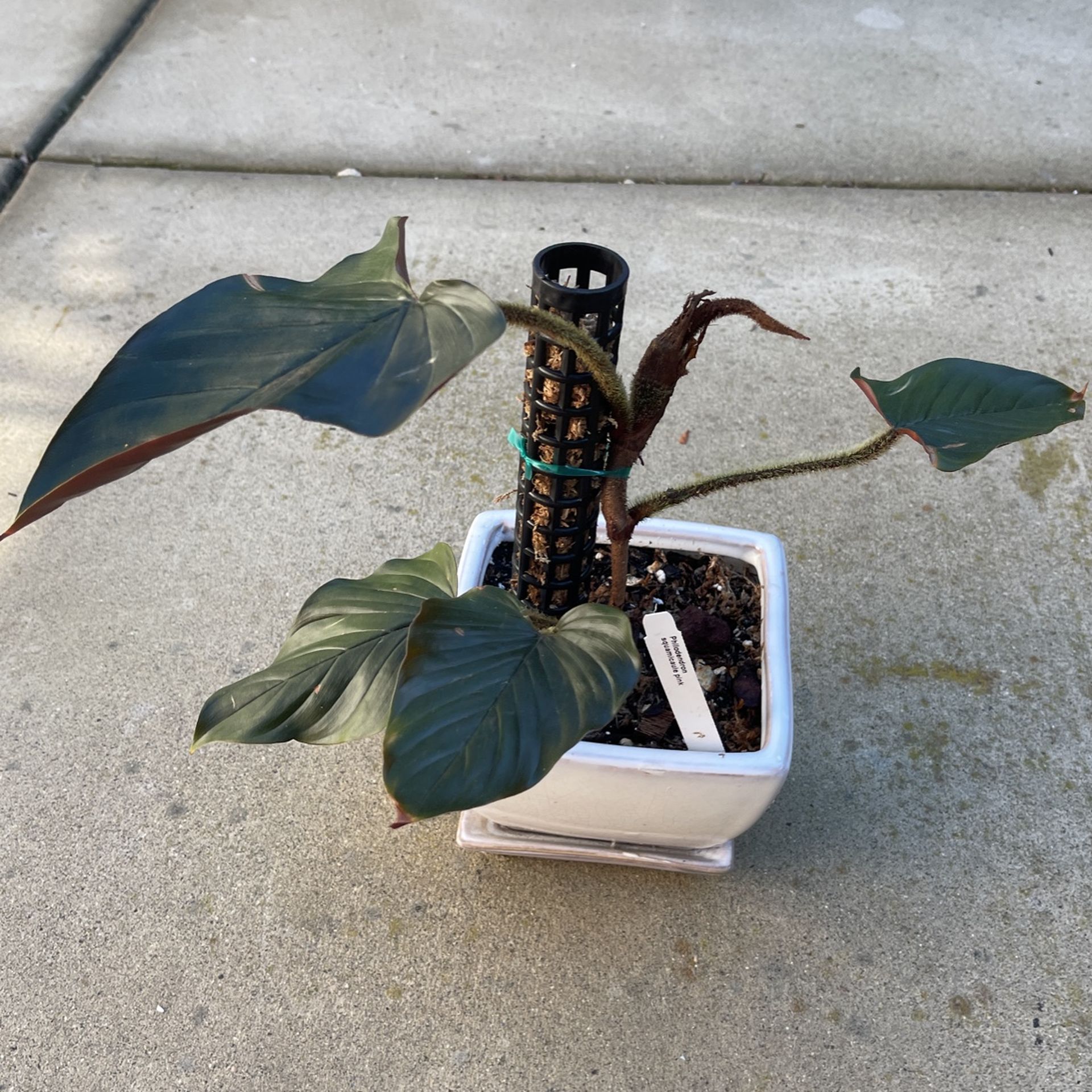 Philodendron Squamicaule Pink for Sale in San Diego, CA - OfferUp