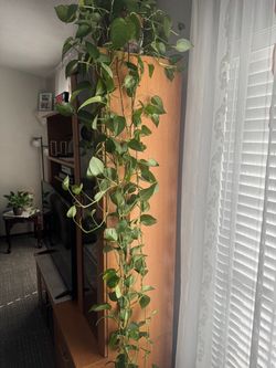 Pothos ivy 9’ long