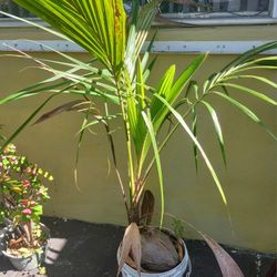Golden Malayan Dwarf COCONUT Plant In A 5 Gal Pot. Make Me Anvoffer