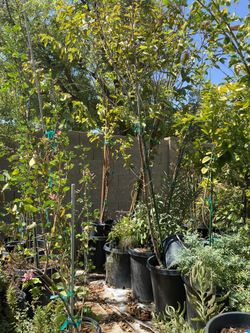 Guayabos Rosa Y Blanca Cada Uno  De 7 A 8 Pies 