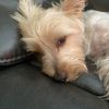 Roxy