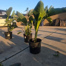White birds of paradise