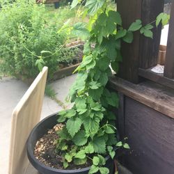 Centennial Hops