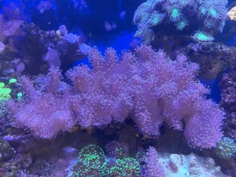 Leather coral many sizes