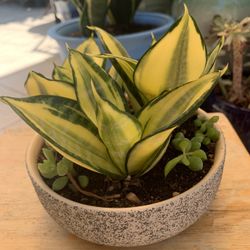 Snake Plant 🪴 