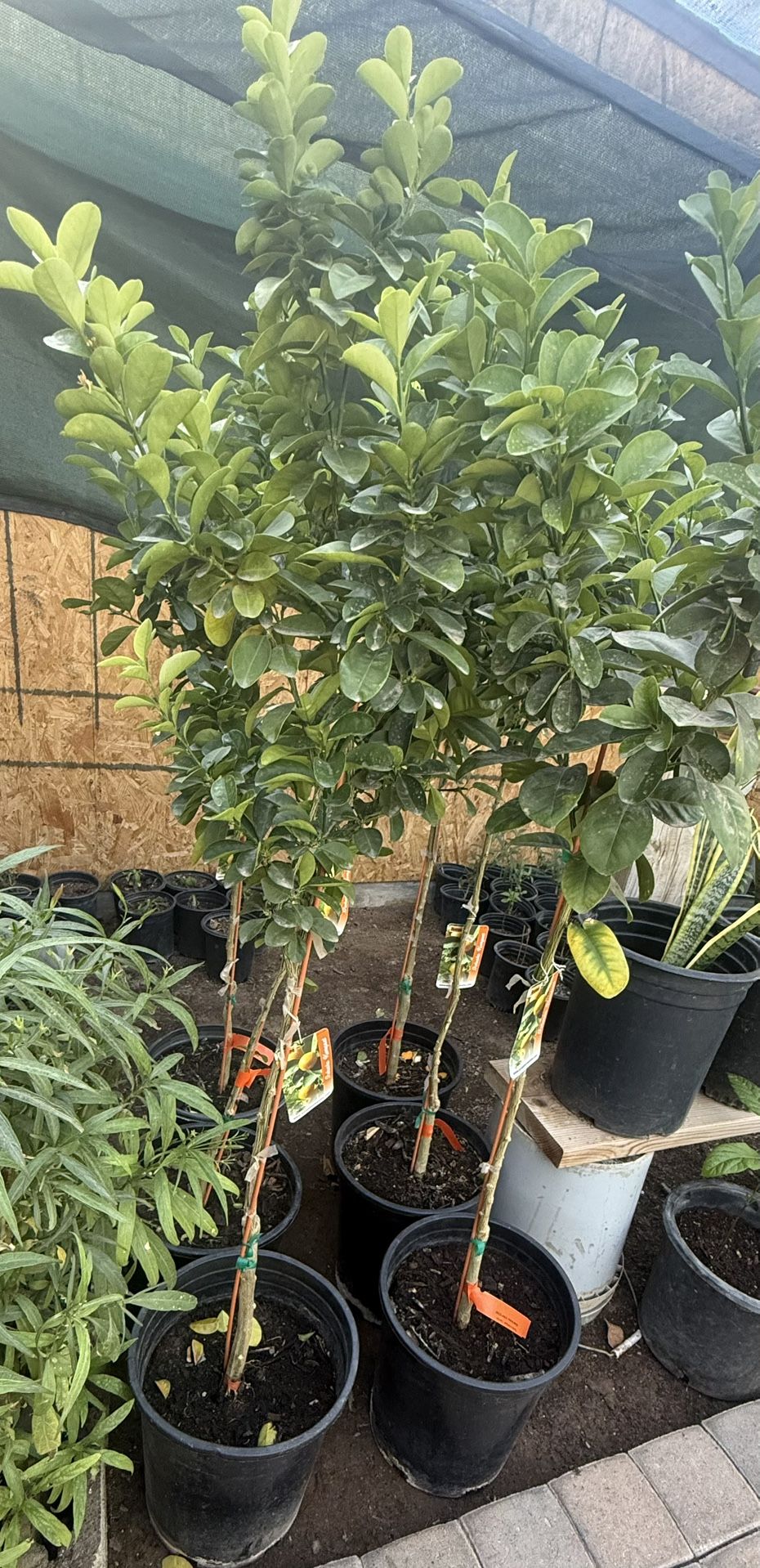 Fukushu Fukushu Trees 4 1/2 The Tall $55 Each Price Firm