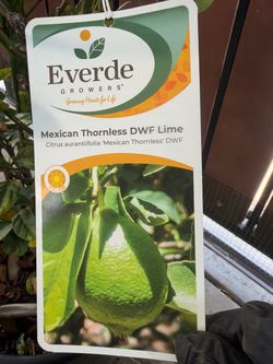 Lemon tree