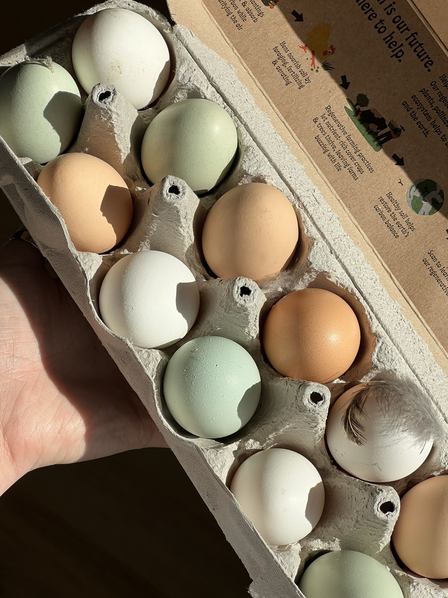 Fresh Organic Pasture Raised Chicken Eggs