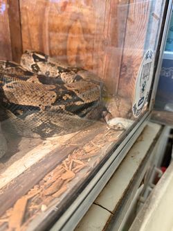 5ft red tail boa for sale