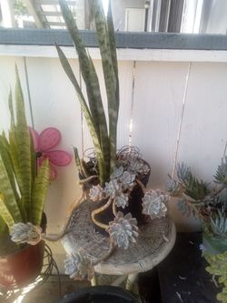 Plants  arrangements need new home