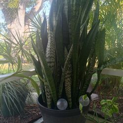 Lady Finger Plant (6 Foot)