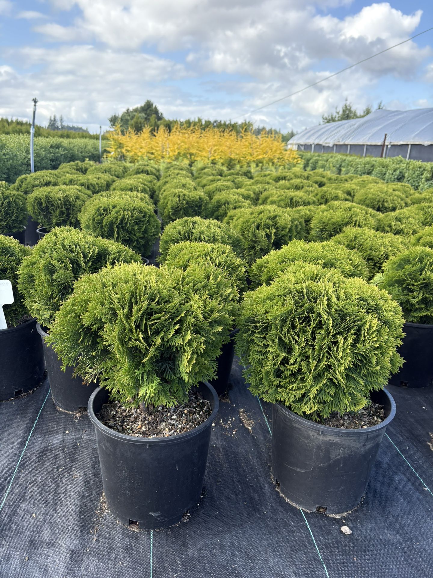 Thuja ‘Danica Globe ‘