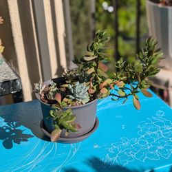 A Bunch Of Succulents In One Pot