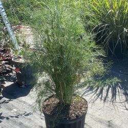 Fresh Dill Plant – 3 Gallon Herb Garden Favorite 🌿